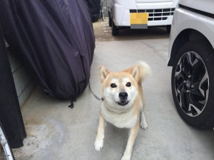 愛犬　ルー君　です。