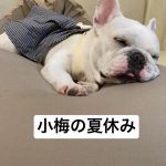 小梅の夏休み　2022.8