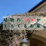 植物のツタが生えたお家のメリット・デメリット「外壁塗装をする時に困ったことに」