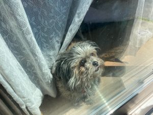 【加古川市】塗装後3年の定期点検にお邪魔したら…迎えてくれたワンニャンズ♪