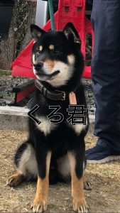 柴犬の”くろ君”♪