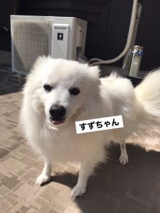 ふっわふわで真っ白すずちゃん♪