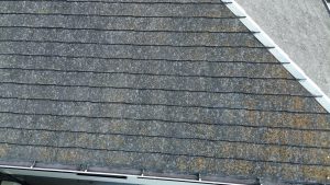 屋根コケ・カビ