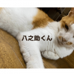 お家のわんちゃん・ねこちゃんの写真ください～！