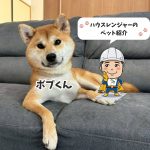 愛犬ボブちゃんをご紹介！姫路ハウスレンジャーのペット紹介
