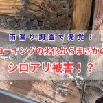 雨漏り調査で発覚！コーキングの劣化からまさかのシロアリ被害に!?姫路市